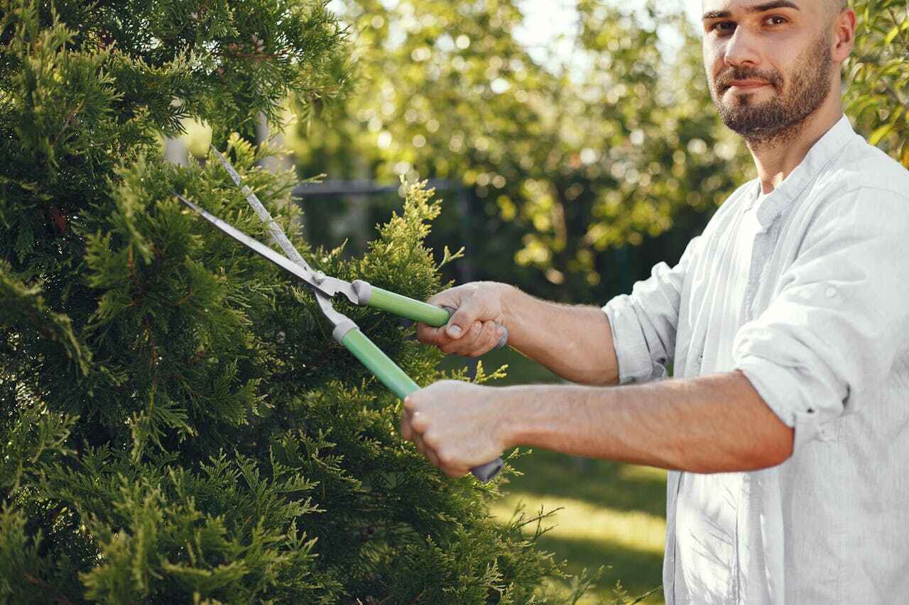 The Steps Involved in Our Tree Care Process in Huntington Beach, CA